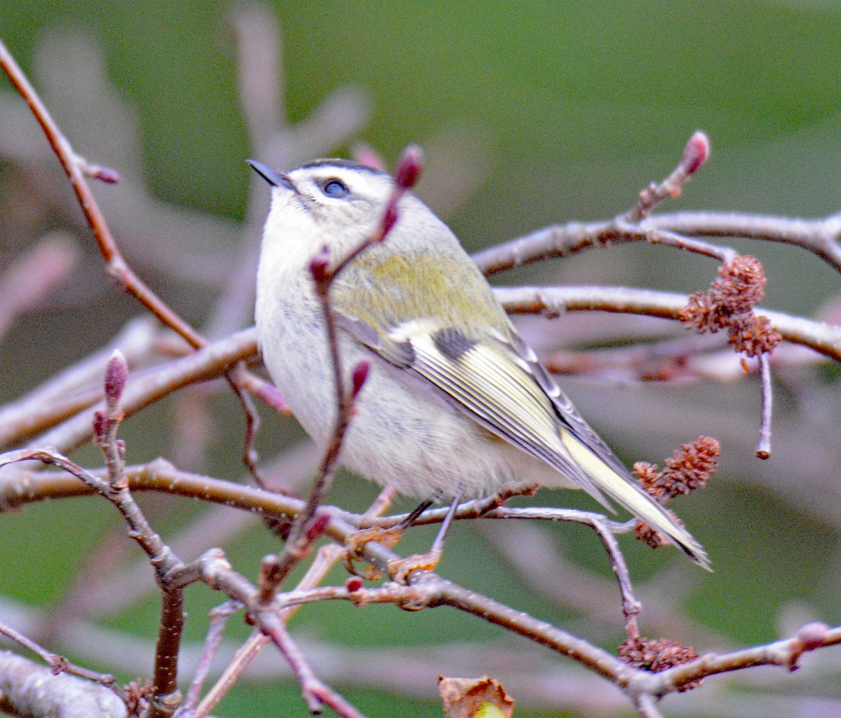 Golden-crowned Kinglet - ML625834736