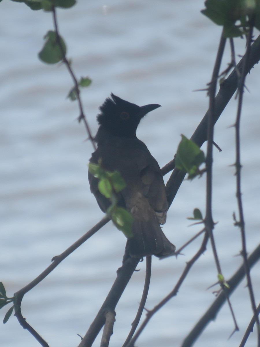 Black-fronted Bulbul - ML625834800