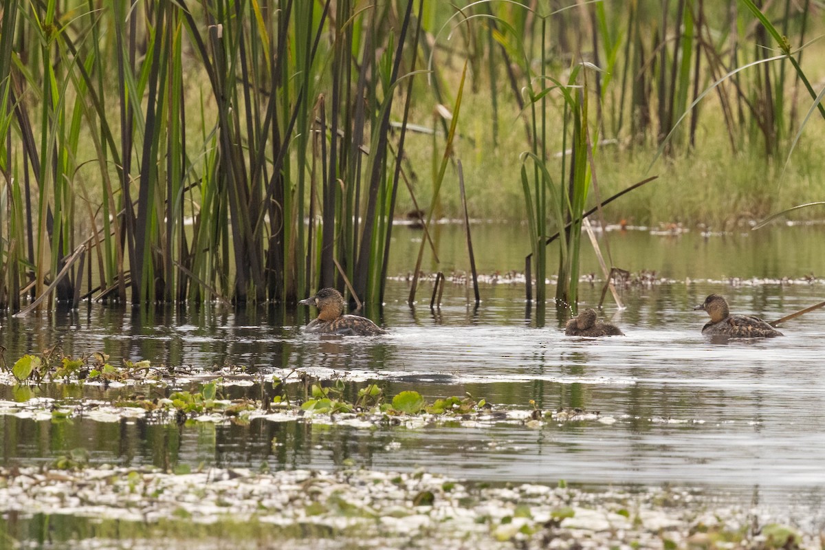 White-backed Duck - ML625834968