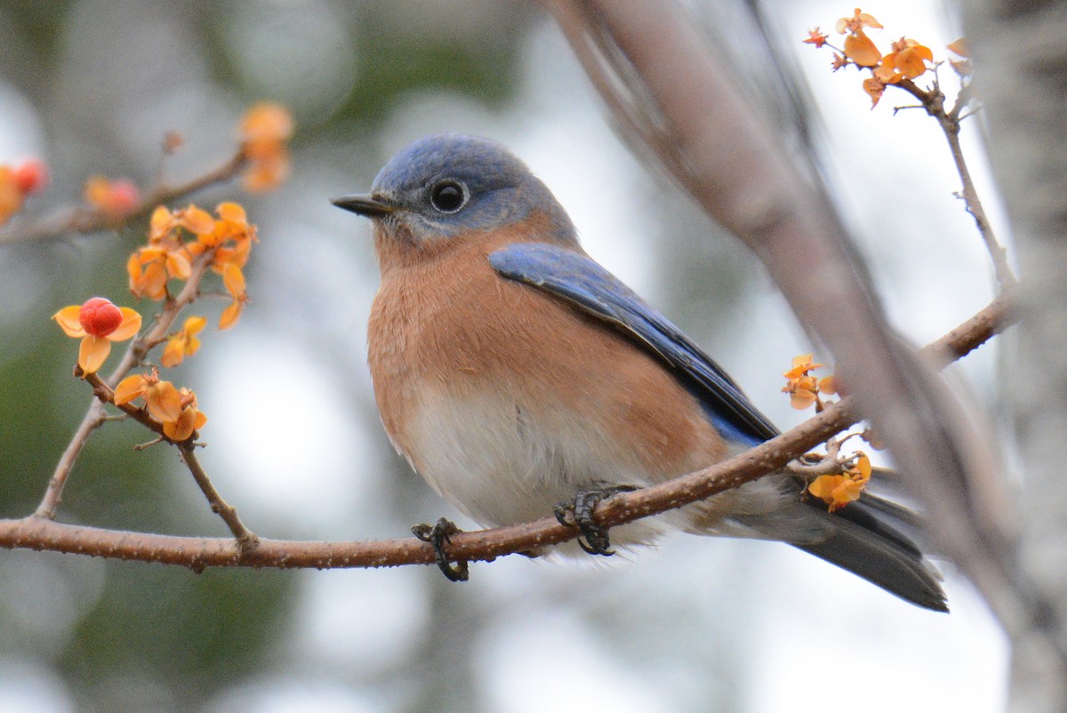 Eastern Bluebird - ML625835193