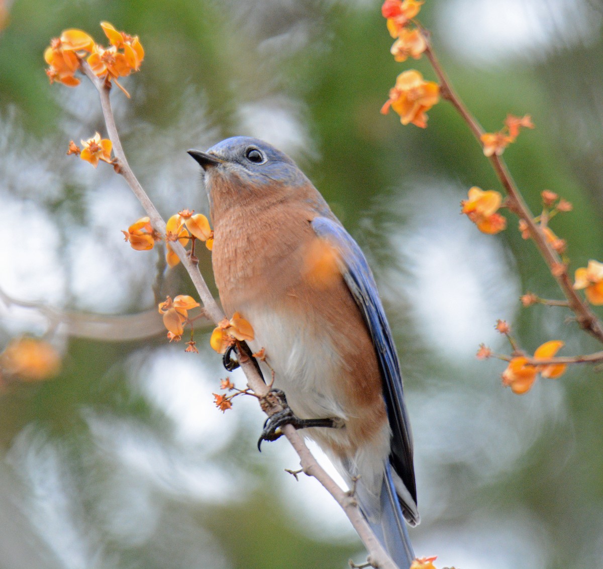 Eastern Bluebird - ML625835195