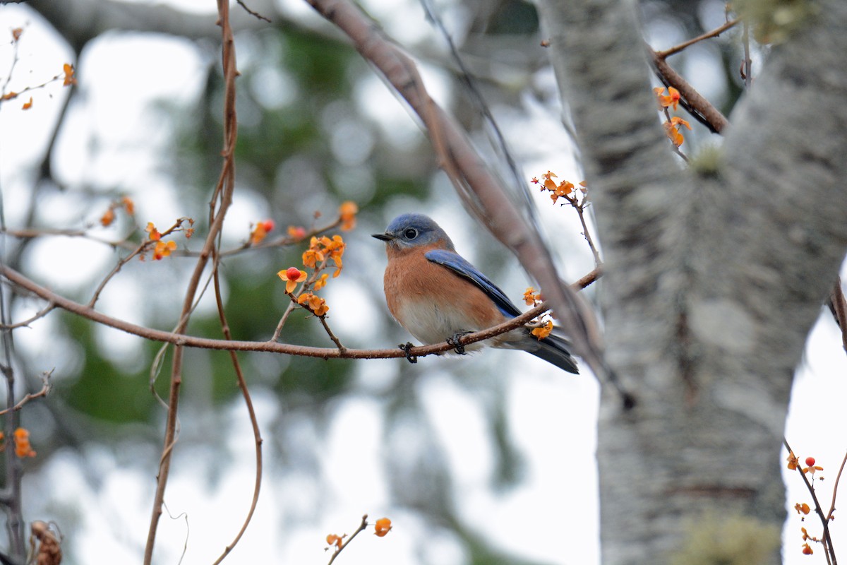 Eastern Bluebird - ML625835197