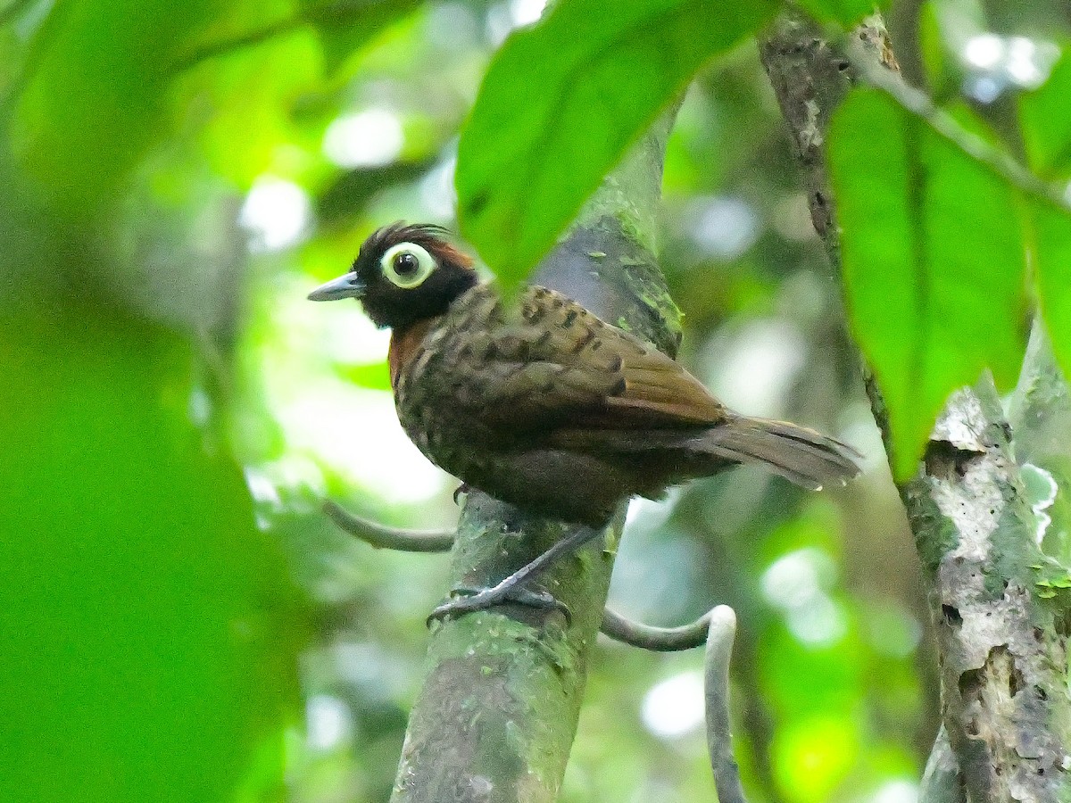Rostbrust-Ameisenvogel - ML625835233