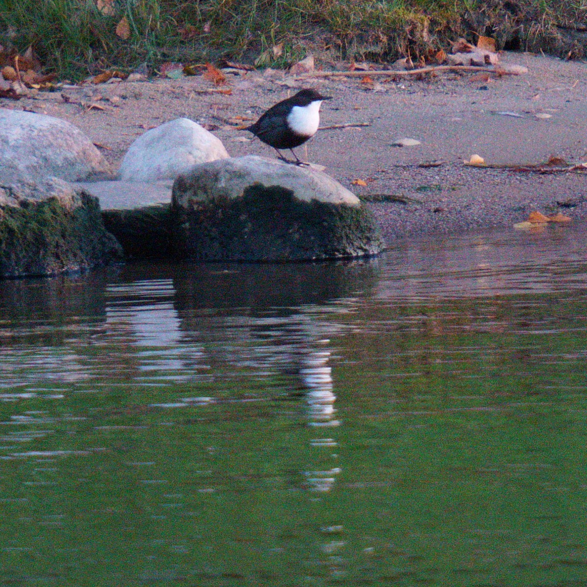 skorec vodní - ML625835306