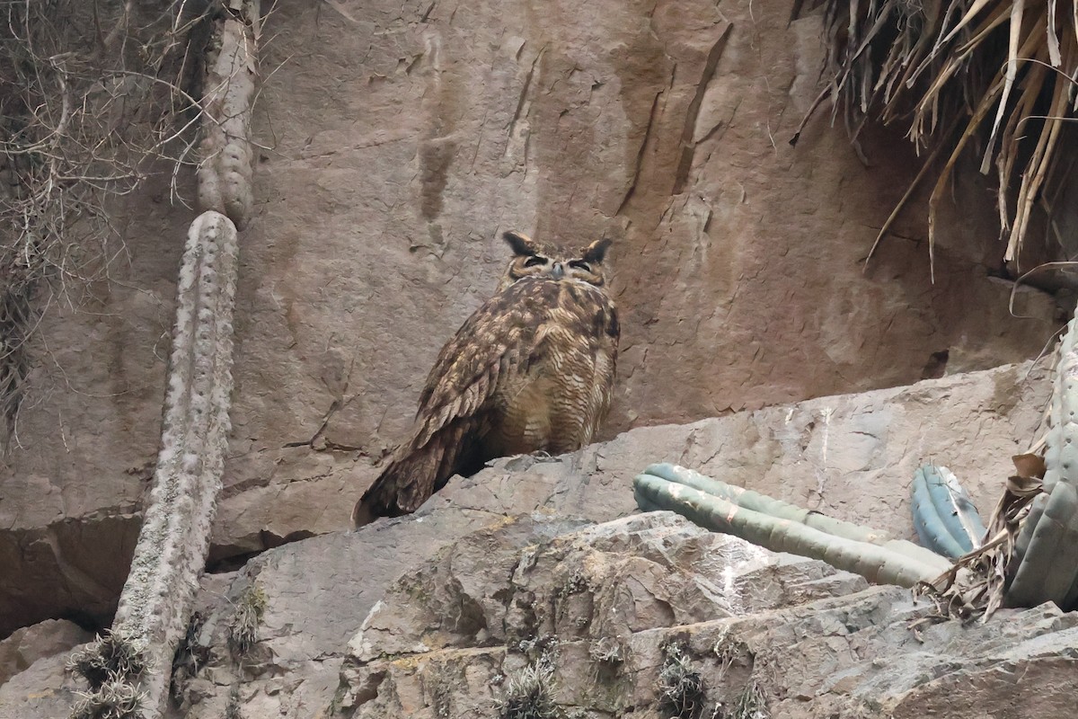Lesser Horned Owl - ML625835322