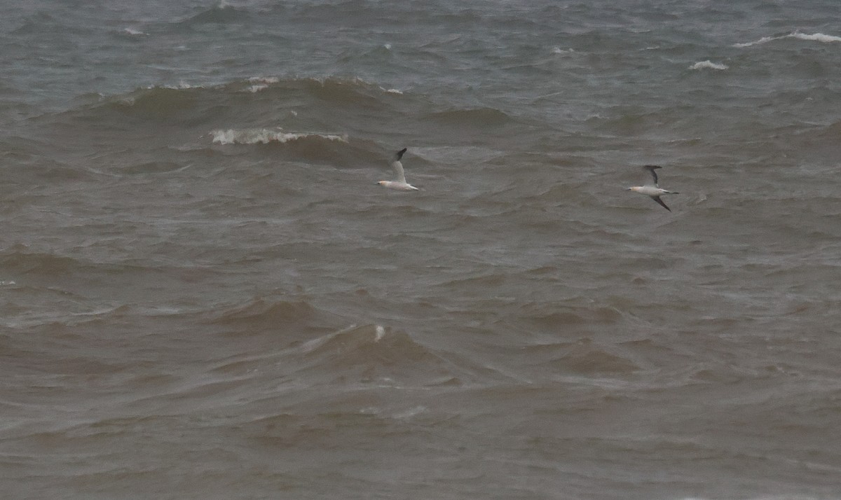 Northern Gannet - ML625835421