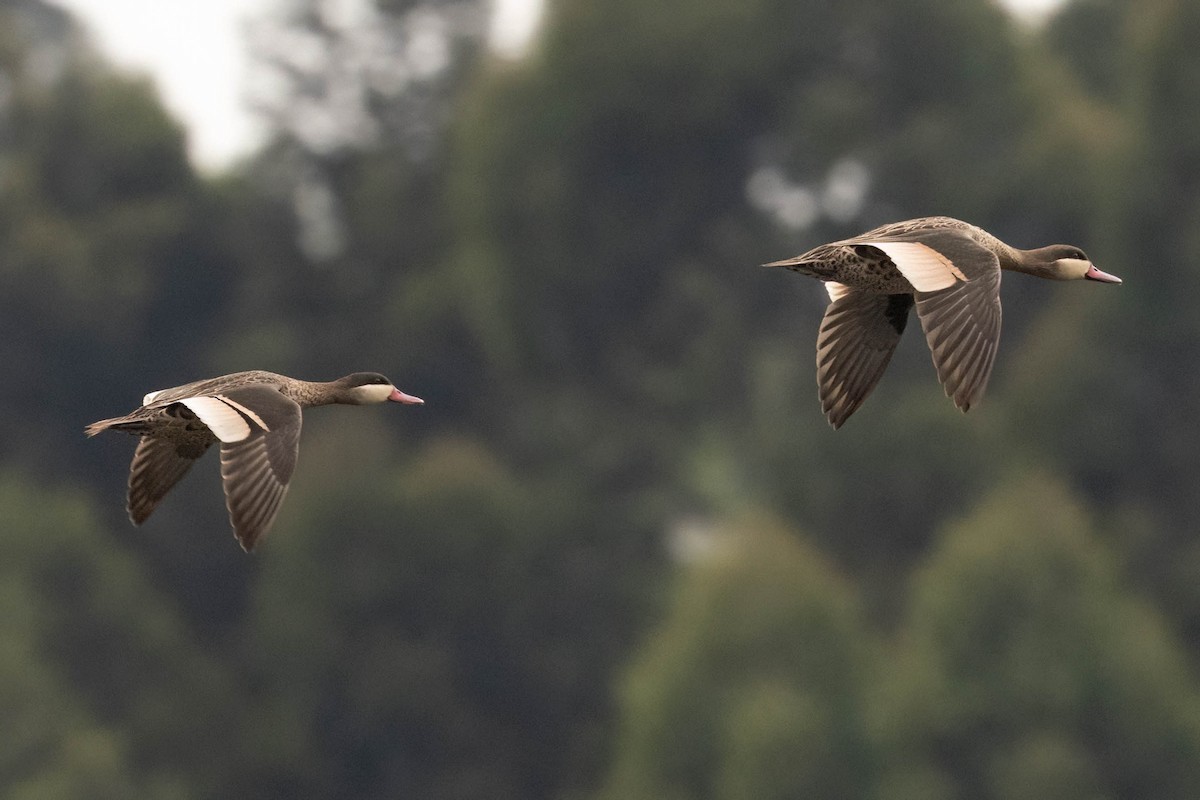 Red-billed Duck - ML625835455