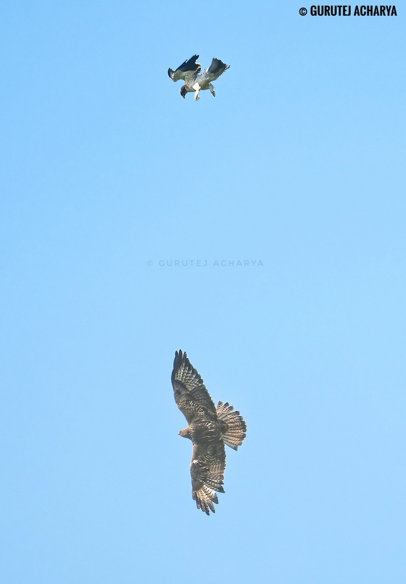 Booted Eagle - ML625835497