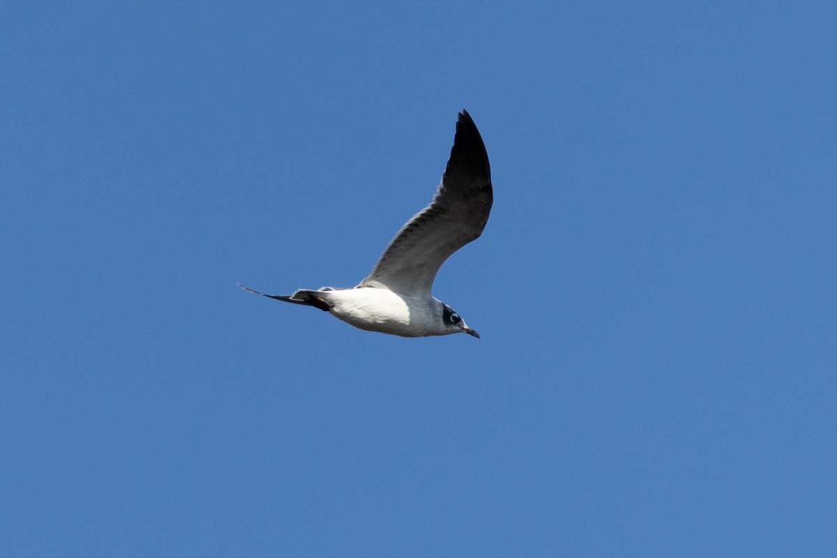 Franklin's Gull - ML625835574