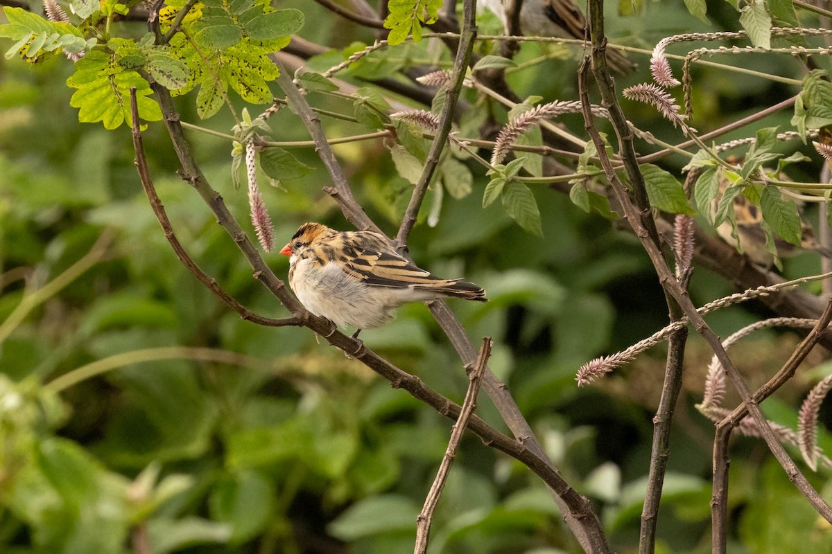 Pin-tailed Whydah - ML625835774