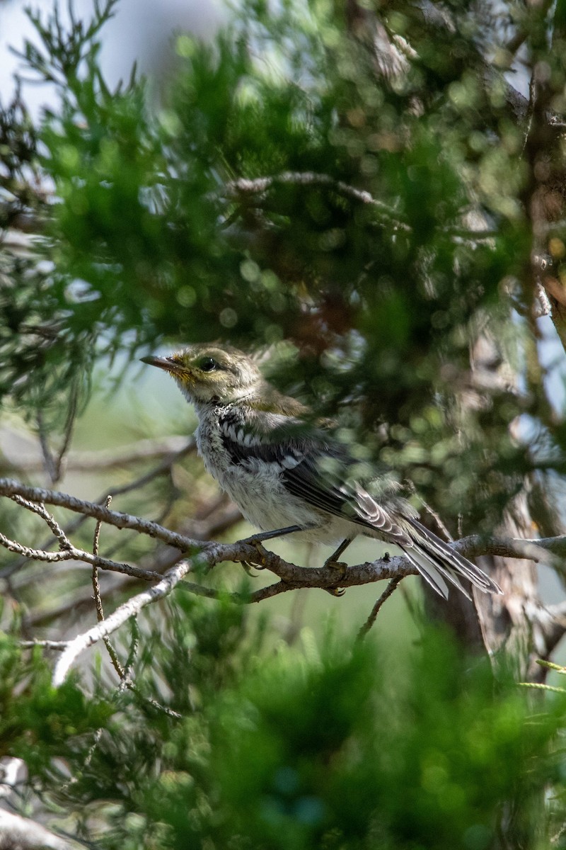 Golden-cheeked Warbler - ML625835782