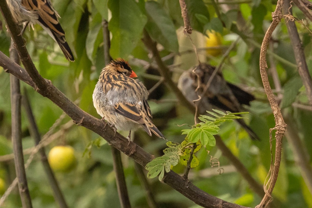 Pin-tailed Whydah - ML625835831