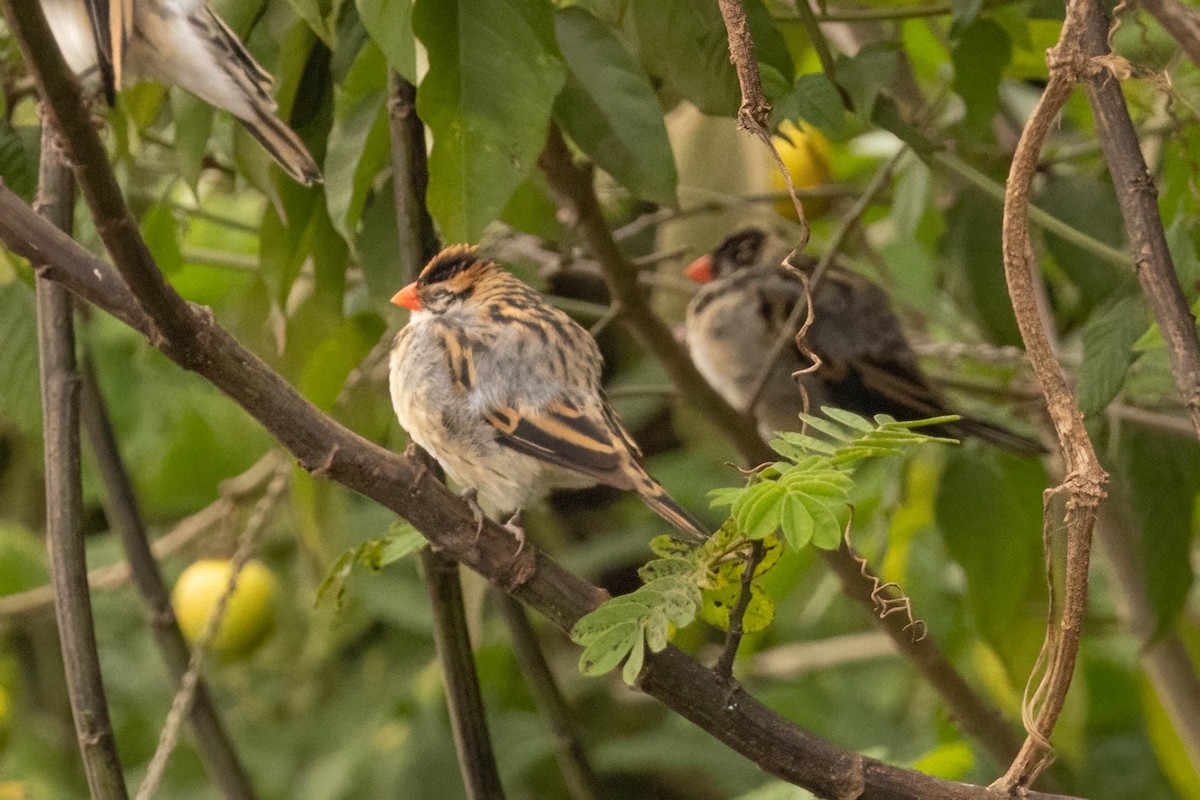 Pin-tailed Whydah - ML625835954