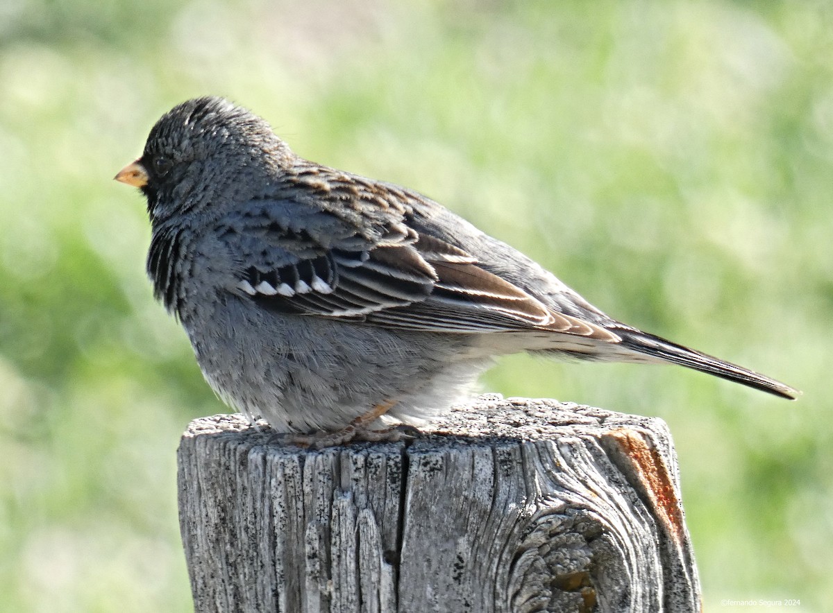 Mourning Sierra Finch - ML625836007