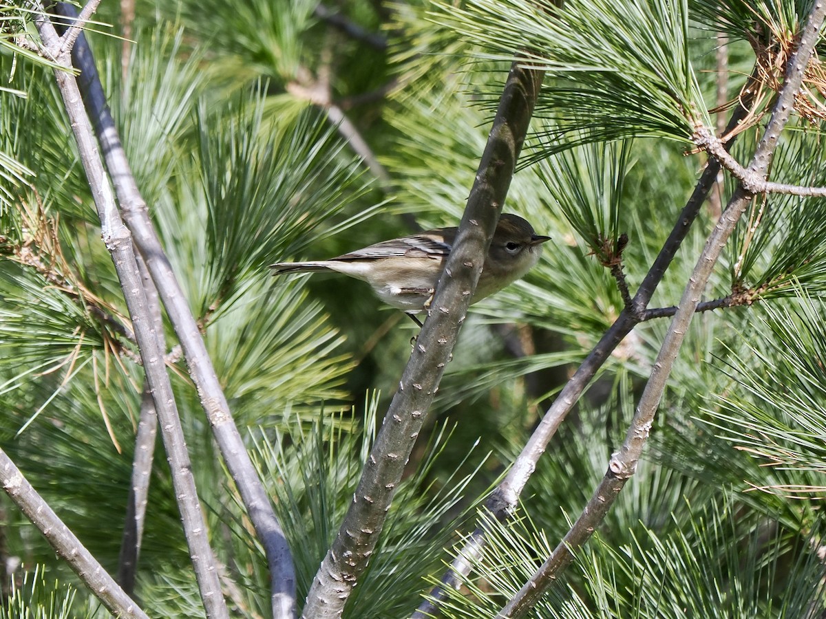 Pine Warbler - ML625836114
