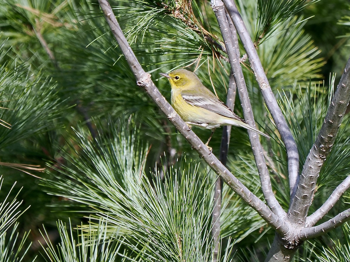 Pine Warbler - ML625836115
