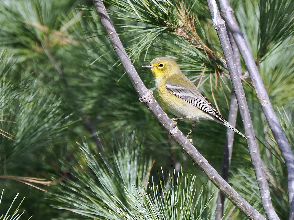Pine Warbler - ML625836186