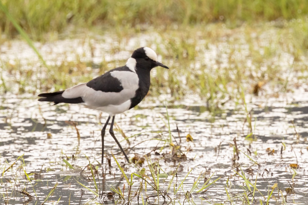 Blacksmith Lapwing - ML625836246