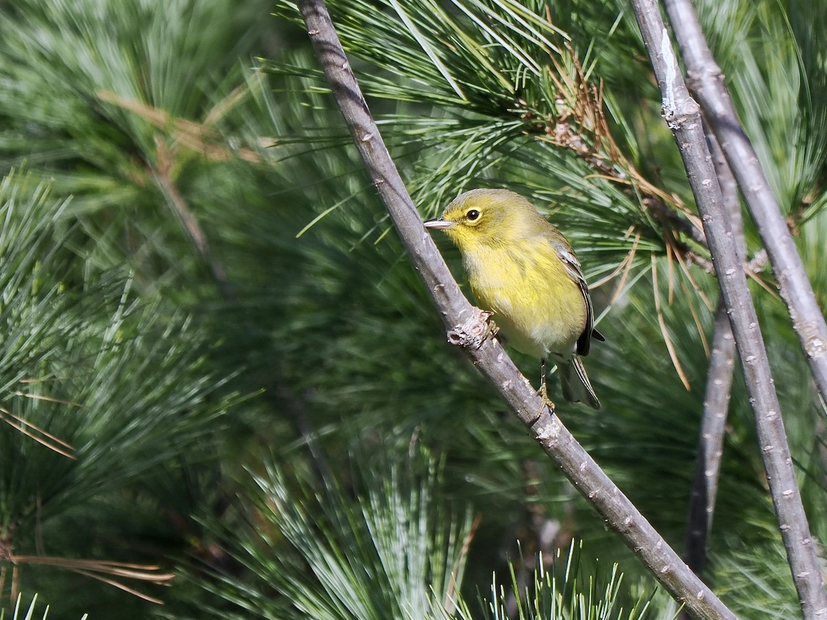 Pine Warbler - ML625836260