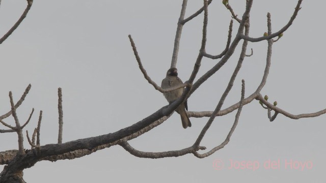 Воскоїд великий - ML625836264