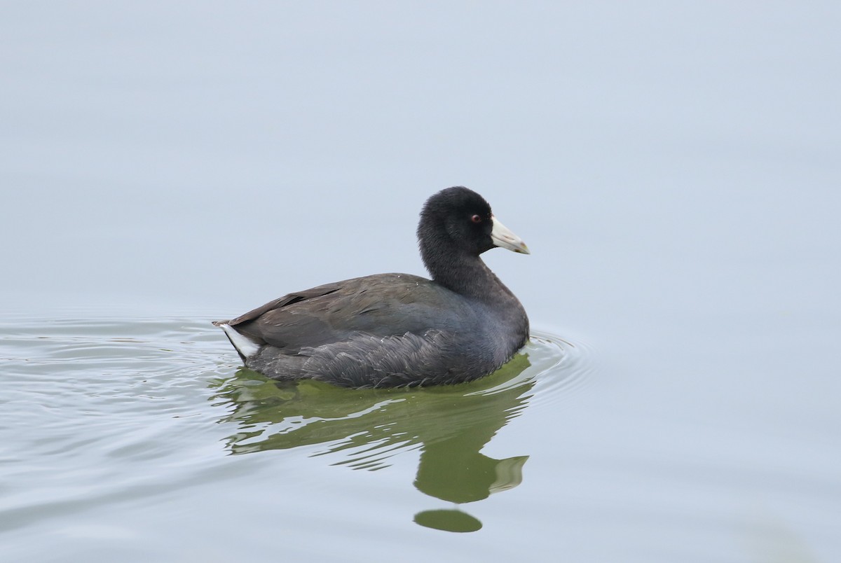 American Coot - ML625836470