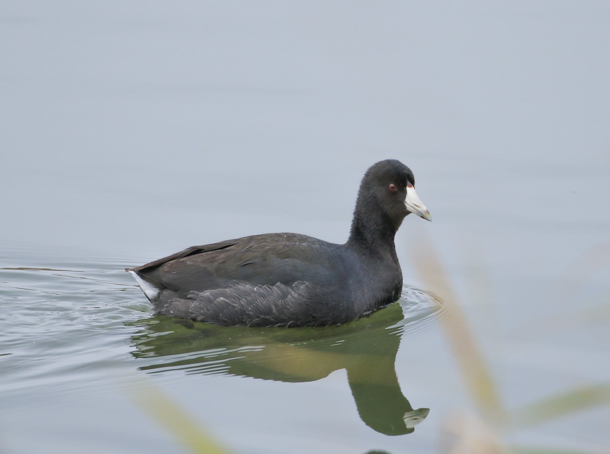 American Coot - ML625836472