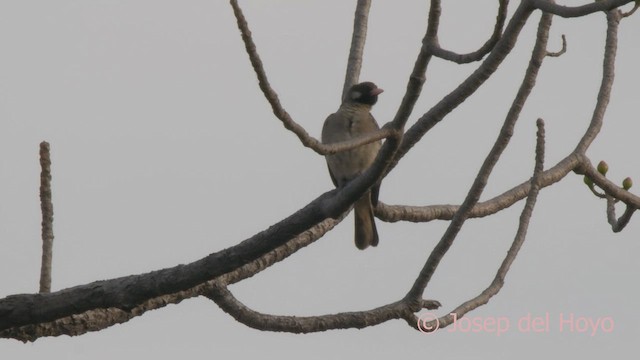 Воскоїд великий - ML625836529