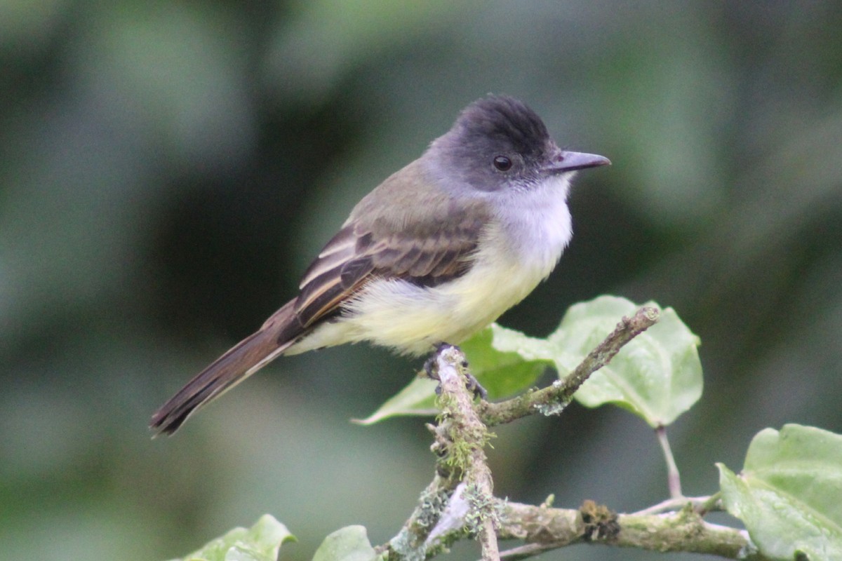 Dusky-capped Flycatcher - ML625836609