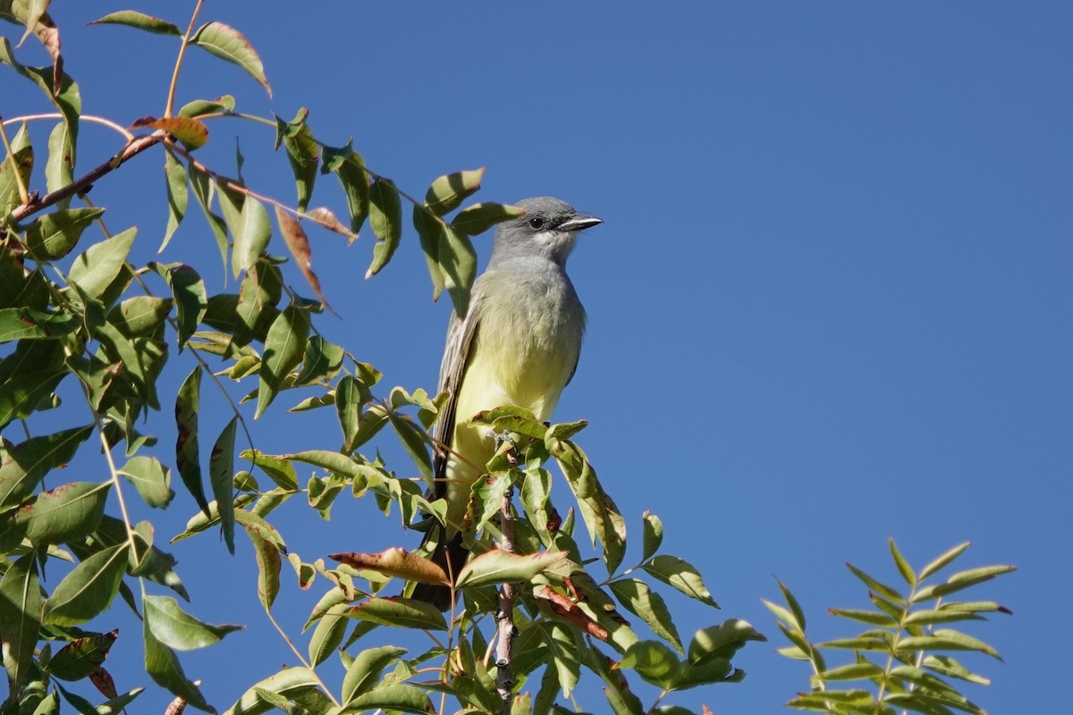 Cassin's Kingbird - ML625836620