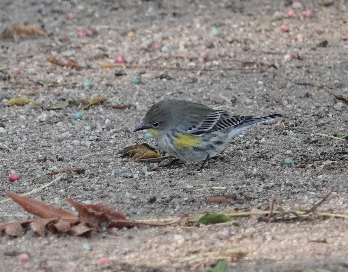 Yellow-rumped Warbler (Audubon's) - ML625836627