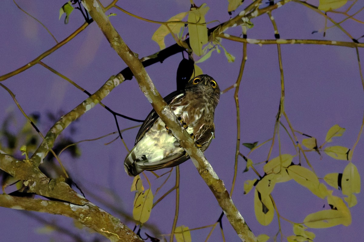 Brown Boobook - ML625836658