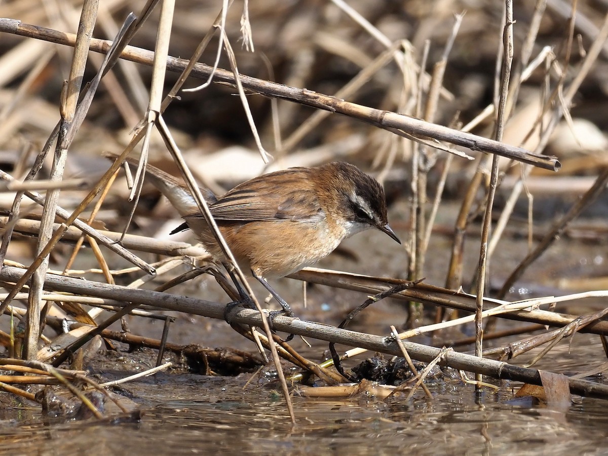 Moustached Warbler - ML625836659