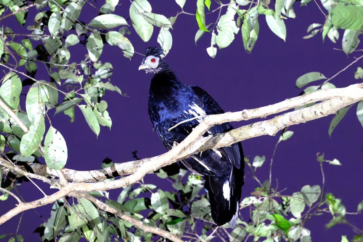 Malayan Crested Fireback - ML625836669