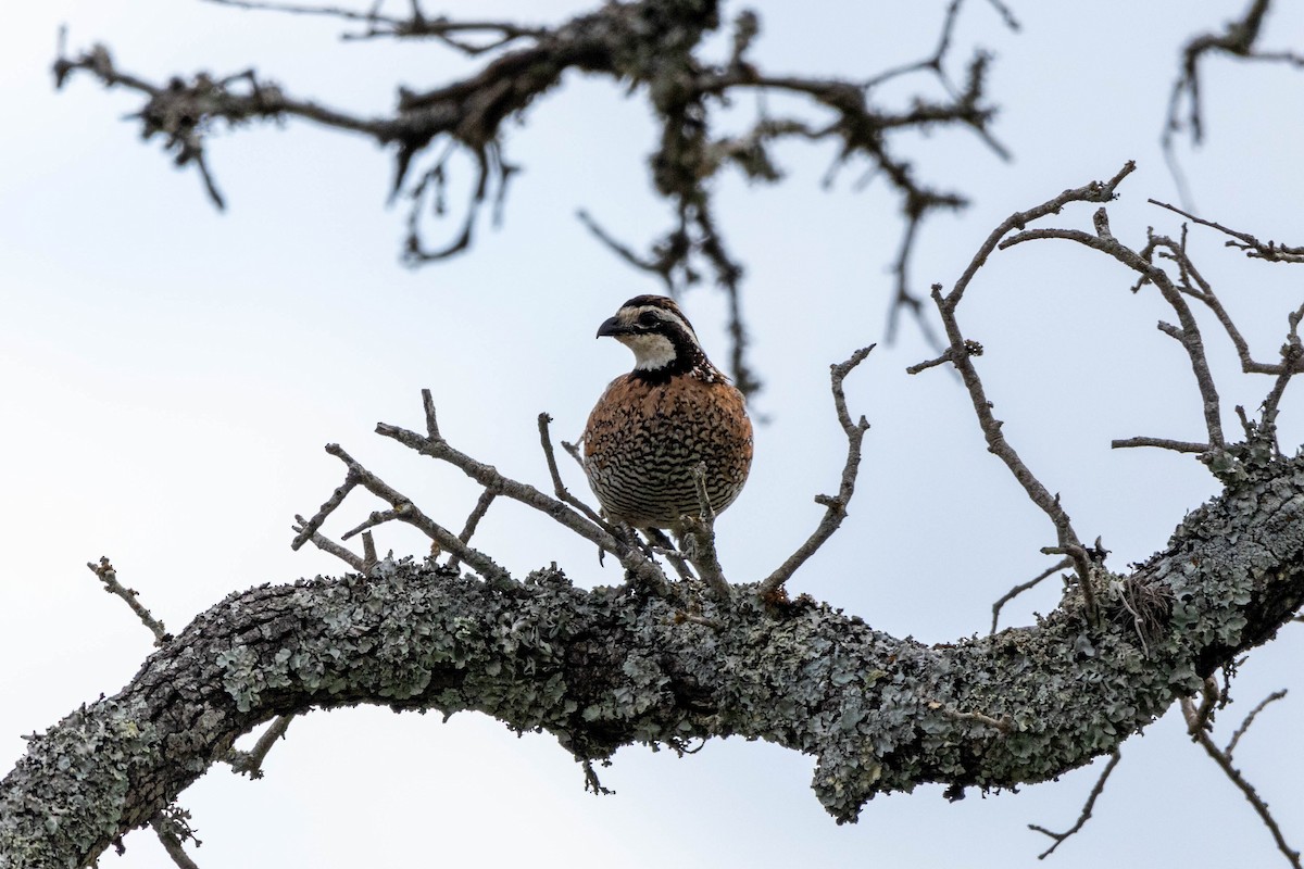 Northern Bobwhite - Lucas Pittman