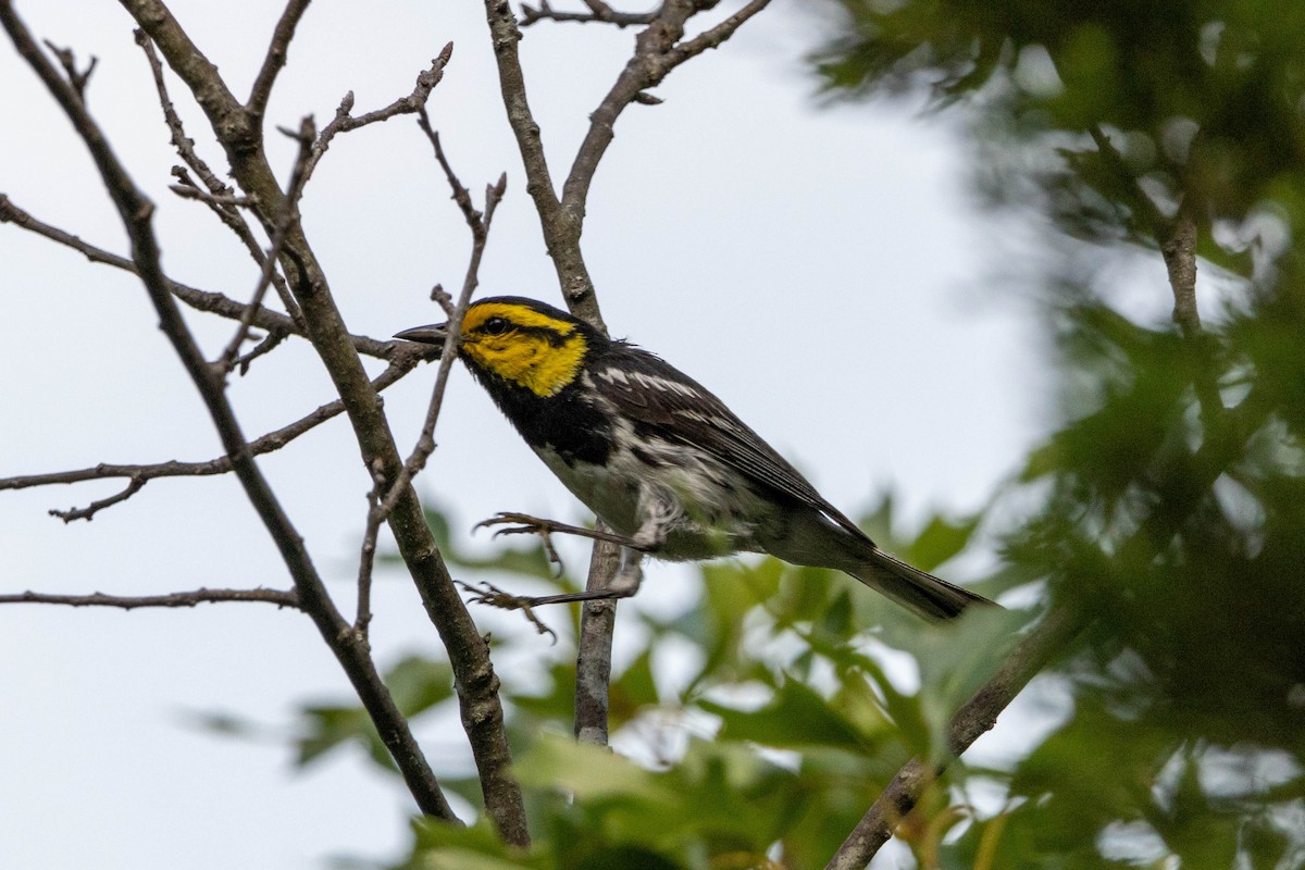 Golden-cheeked Warbler - ML625836735
