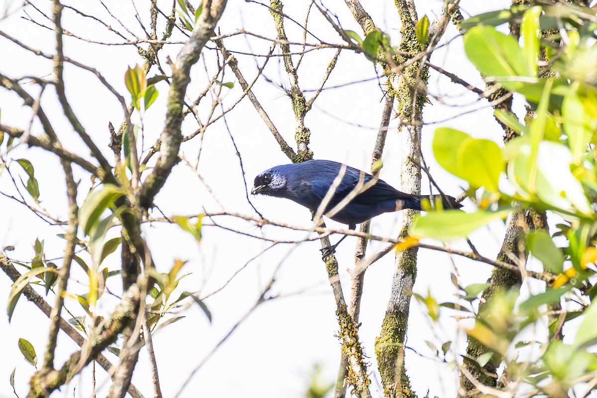 Diademed Tanager - ML625836794