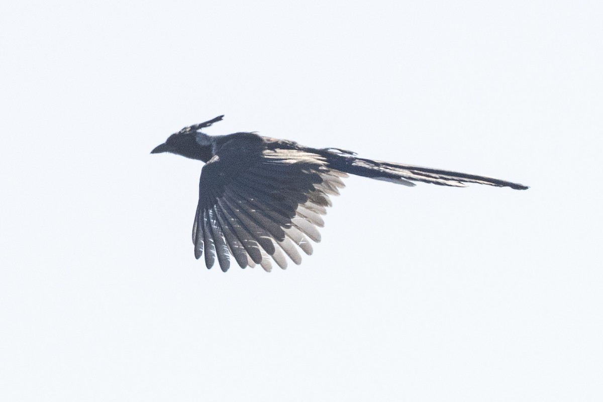 Black-throated Magpie-Jay - ML625836845