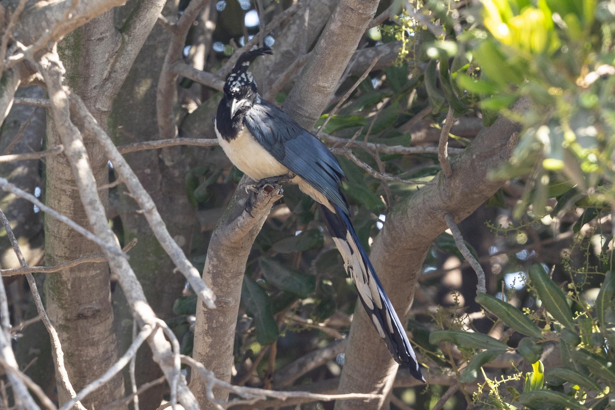 Black-throated Magpie-Jay - ML625836846