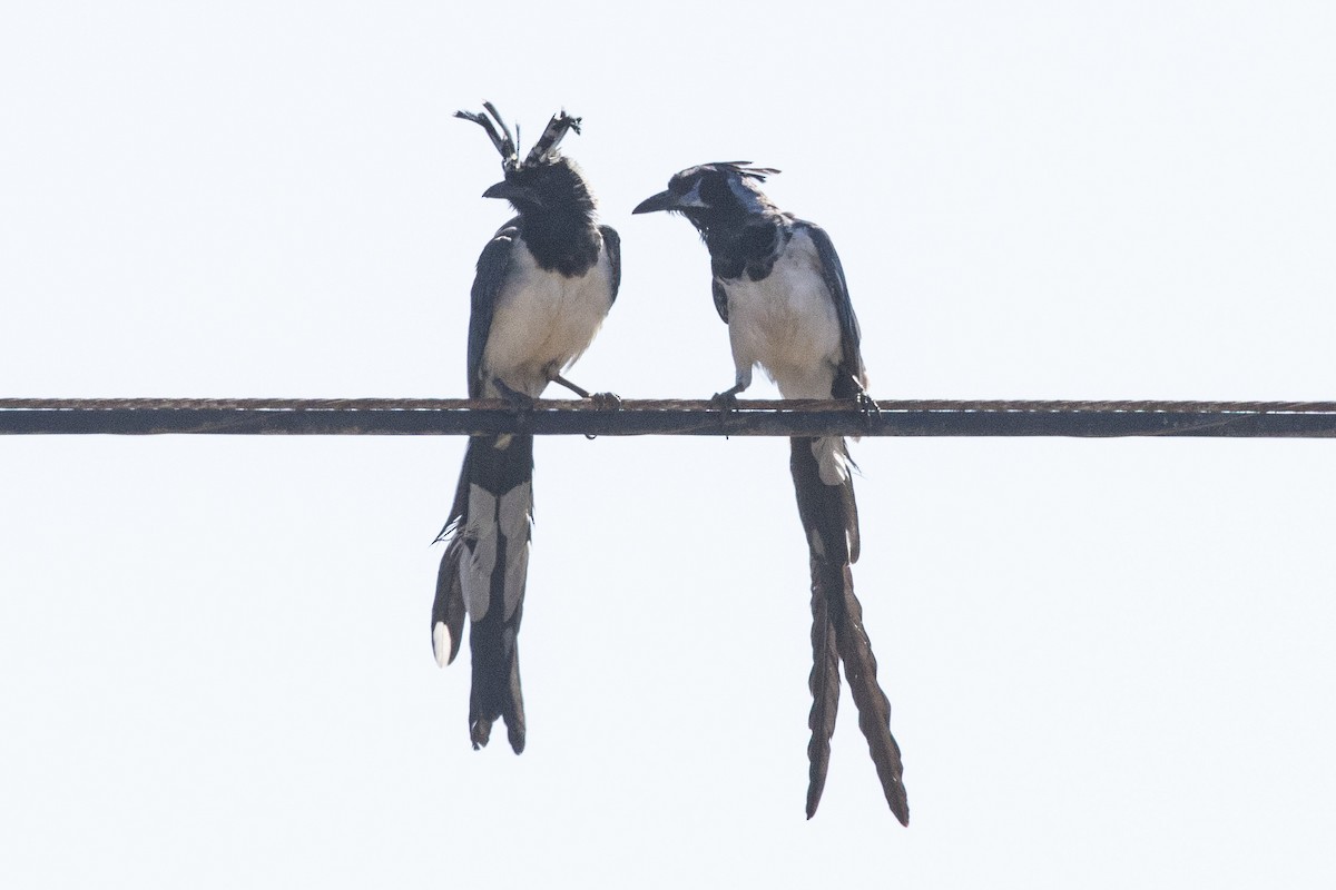 Black-throated Magpie-Jay - ML625836847