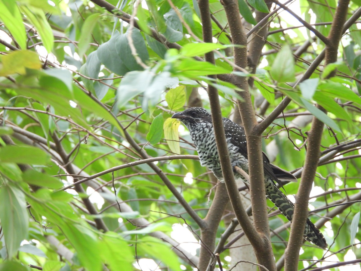 Asian Koel - ML625836907