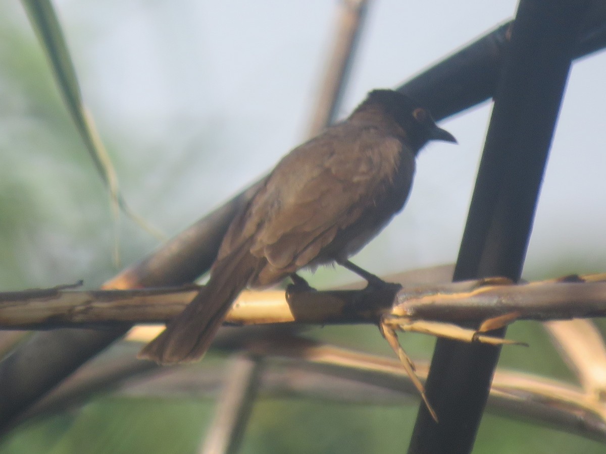 Black-fronted Bulbul - ML625836949