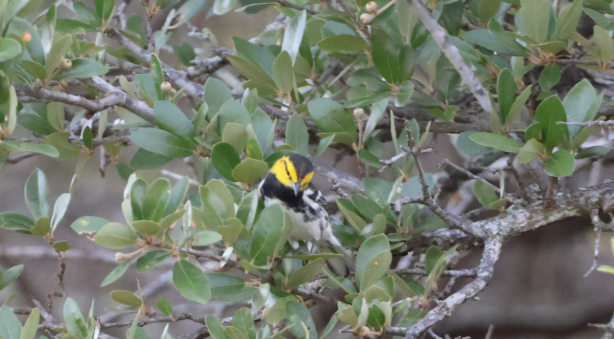 Golden-cheeked Warbler - ML625837062