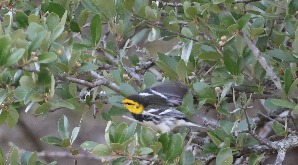 Golden-cheeked Warbler - ML625837065