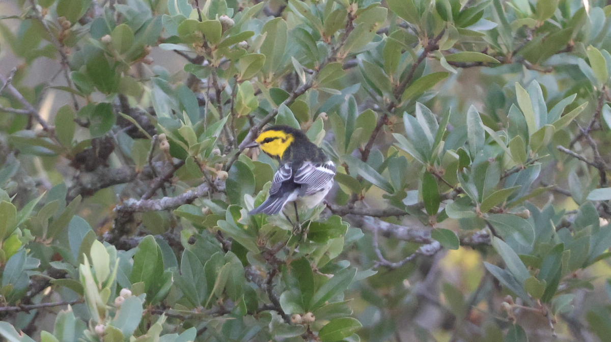 Golden-cheeked Warbler - ML625837073