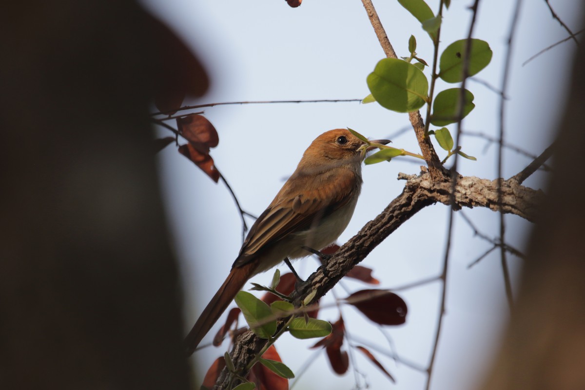 Ash-throated Casiornis - ML625837099