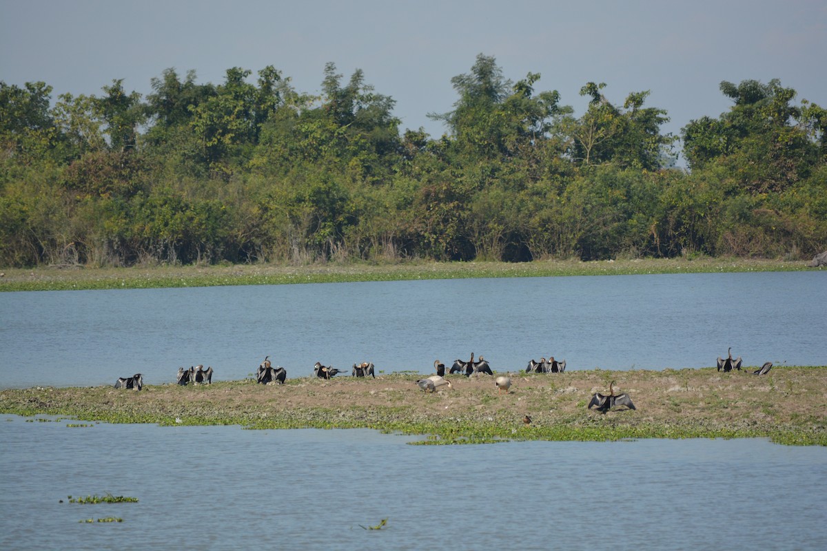 Oriental Darter - ML625837144