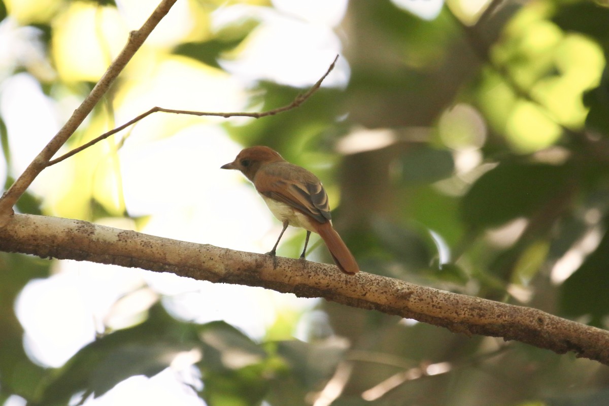 Ash-throated Casiornis - ML625837188