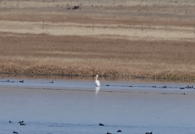 American White Pelican - ML625837270