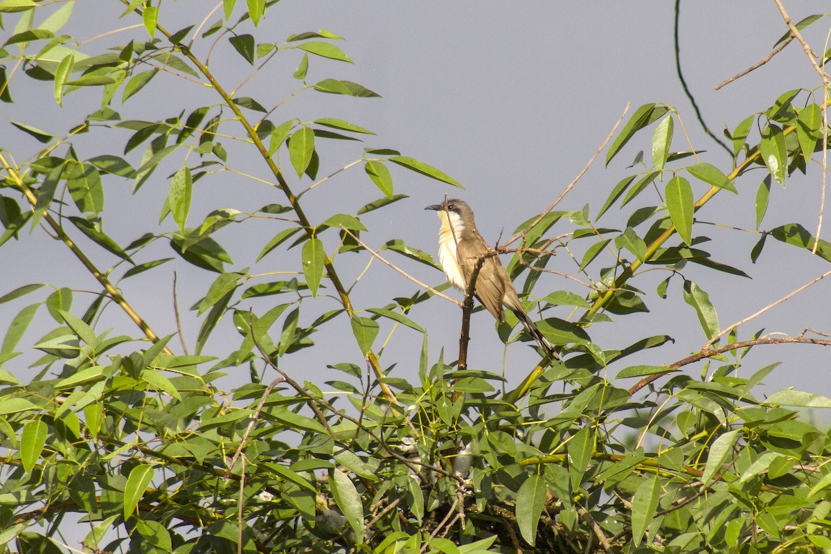 Dark-billed Cuckoo - ML625837302