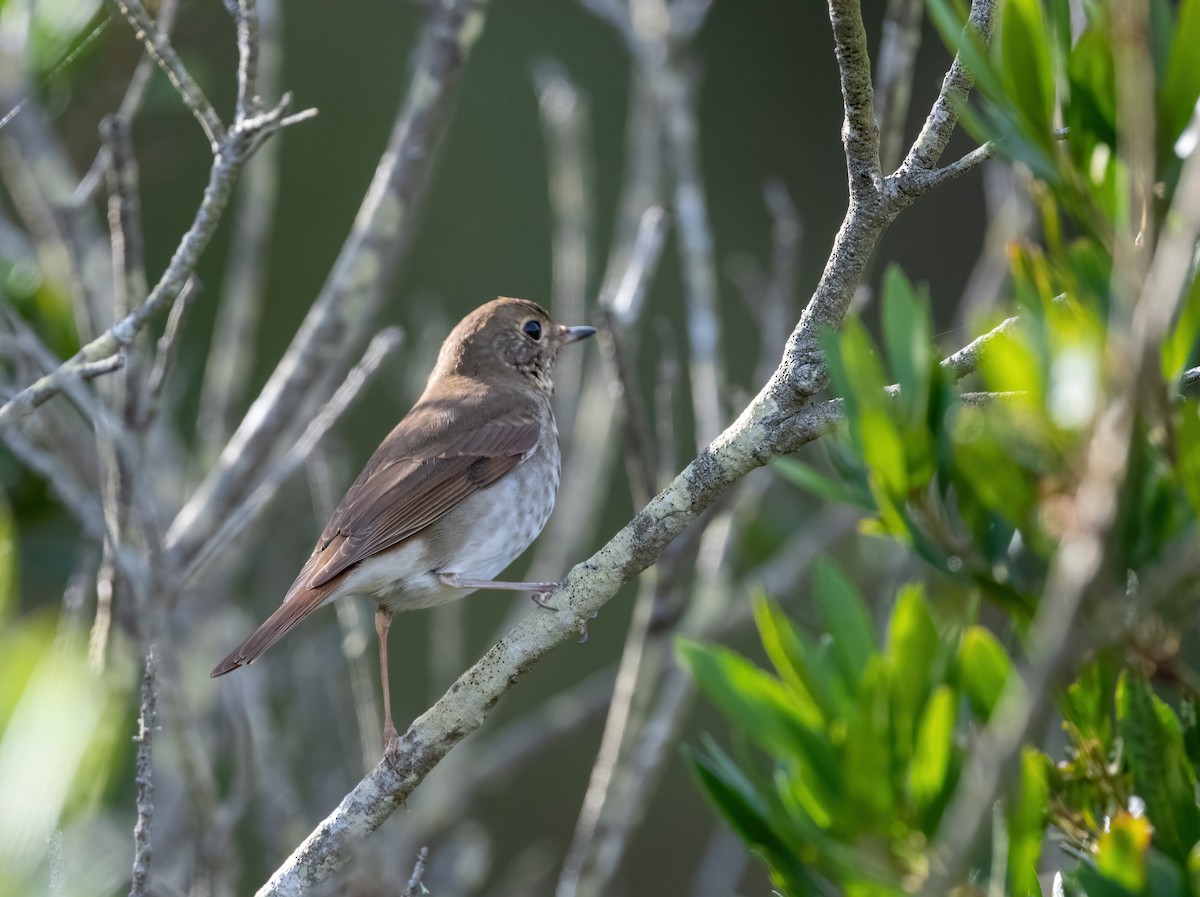 Hermit Thrush - ML625837345